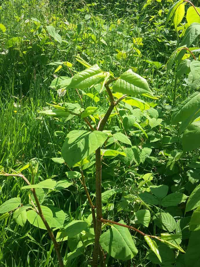 South: Environet warns about Japanese knotweed