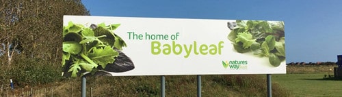 Home-of-Babyleaf-NWF