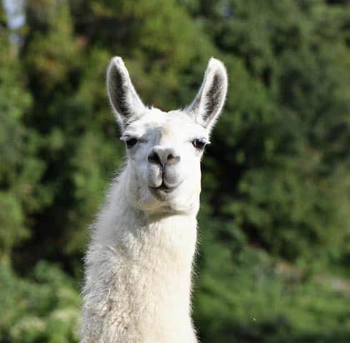 Llama antibody has ‘significant potential’ as Covid-19 treatment