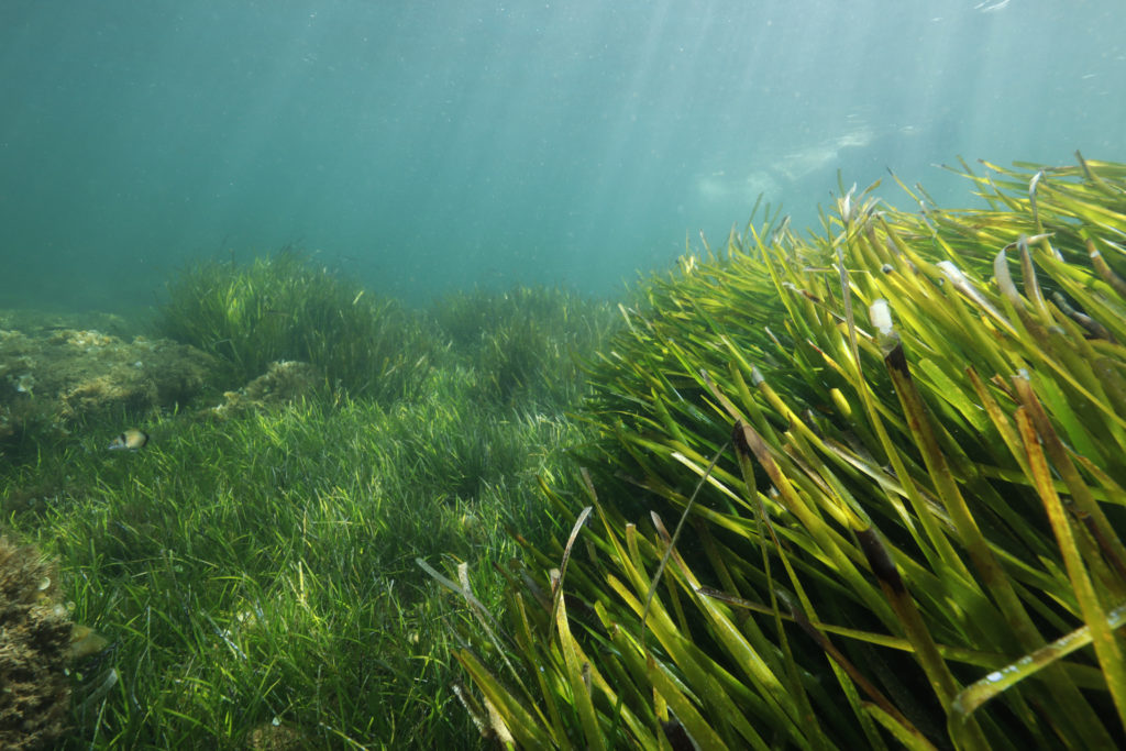 The Business Magazine article image for: Solent seagrass meadows replanting begins