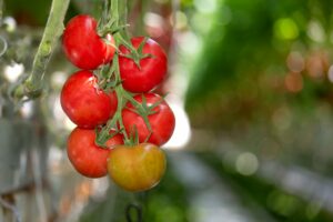 Tomatoes on Vine 1702193065