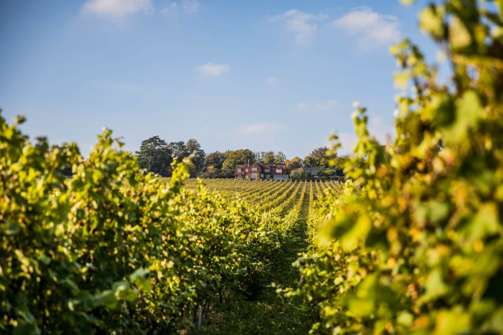 The Business Magazine article image for: Hambledon Vineyard sources £10m facility from Secure Trust Bank